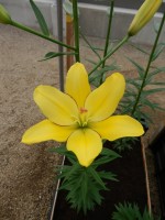 [4001 Yellow Cocotte No202.JPG]